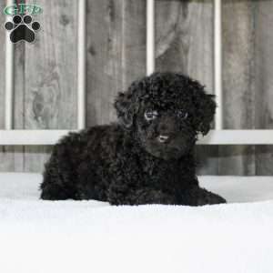 Buddy, Miniature Poodle Puppy