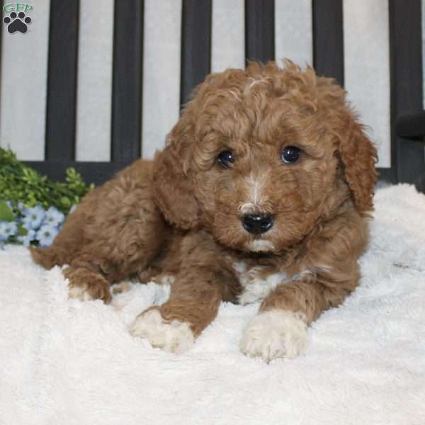 Alvin, Mini Goldendoodle Puppy
