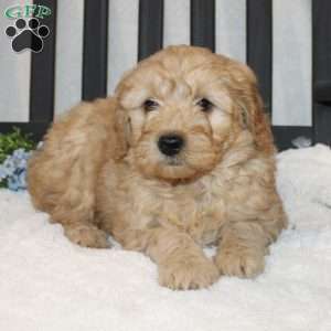 Alan, Mini Goldendoodle Puppy