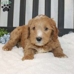 Pongo, Mini Goldendoodle Puppy
