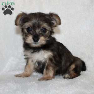 Kenny, Yorkie Poo Puppy