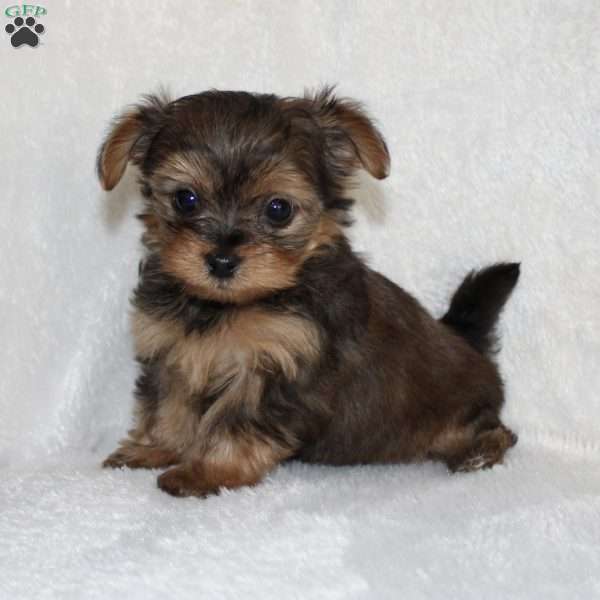 Kaden, Yorkie Poo Puppy