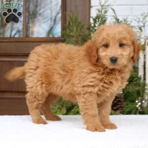 Hugo, Mini Goldendoodle Puppy