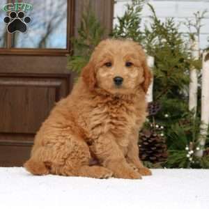 Hugo, Mini Goldendoodle Puppy