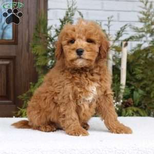 Honey, Mini Goldendoodle Puppy