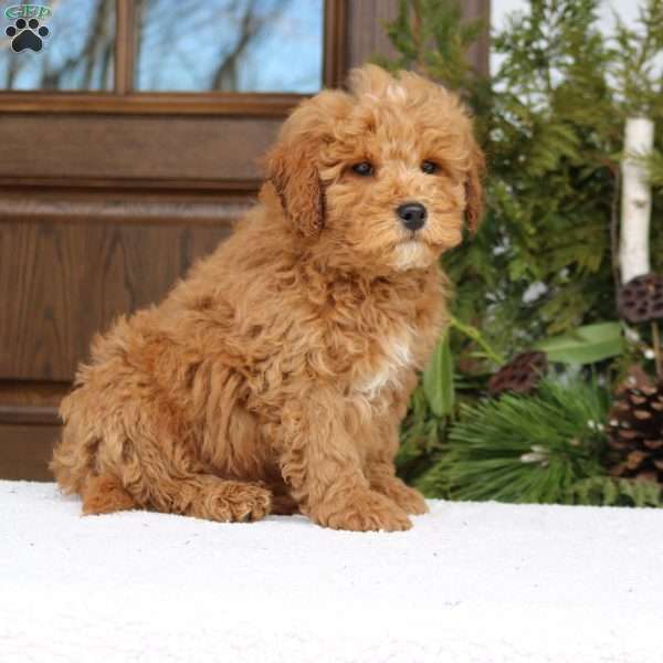 Honey, Mini Goldendoodle Puppy