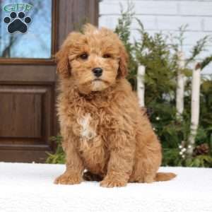Honey, Mini Goldendoodle Puppy