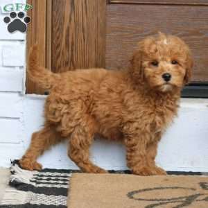Honey, Mini Goldendoodle Puppy