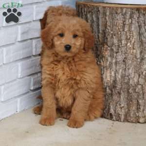 Hugo, Mini Goldendoodle Puppy