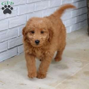 Hugo, Mini Goldendoodle Puppy