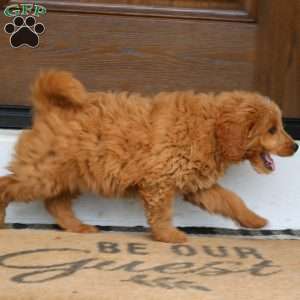 Hugo, Mini Goldendoodle Puppy