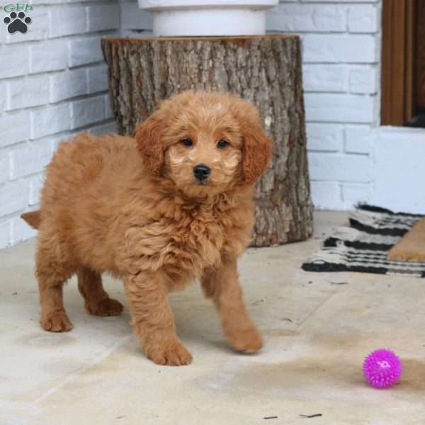 Hugo, Mini Goldendoodle Puppy