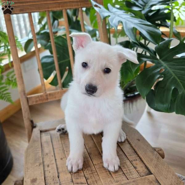 Pira, German Shepherd Puppy