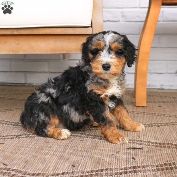Jet, Mini Bernedoodle Puppy