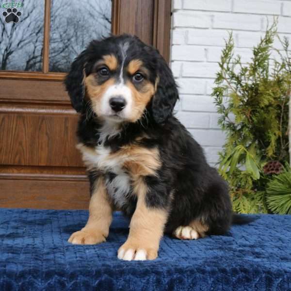 Jasmine, Mini Bernedoodle Puppy
