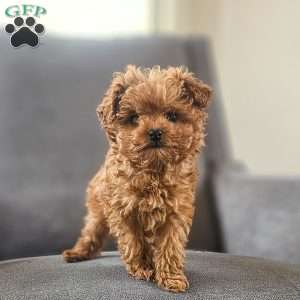 Tim, Cavapoo Puppy