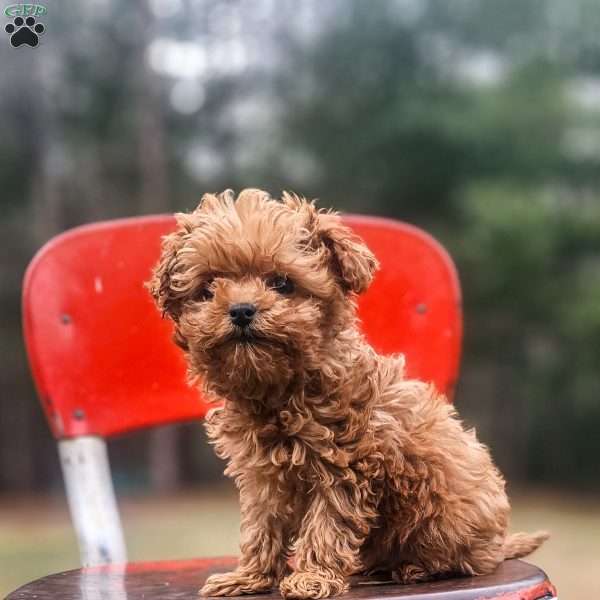 Tim, Cavapoo Puppy