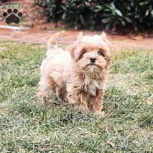 Zack, Cavapoo Puppy