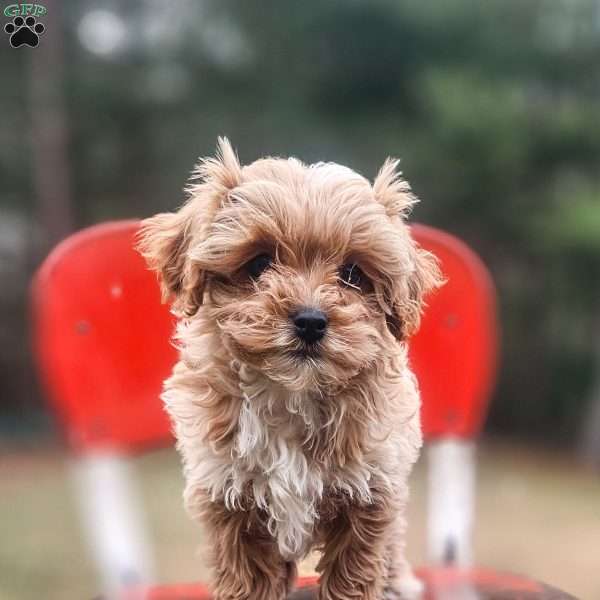 Zack, Cavapoo Puppy