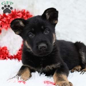 Rambo, German Shepherd Puppy