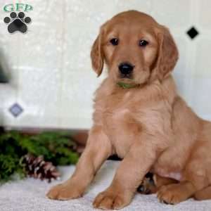 Dianna, Golden Retriever Puppy