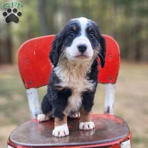 Ivy, Mini Bernedoodle Puppy