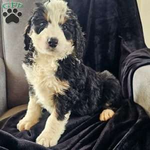 Charlie, Mini Bernedoodle Puppy