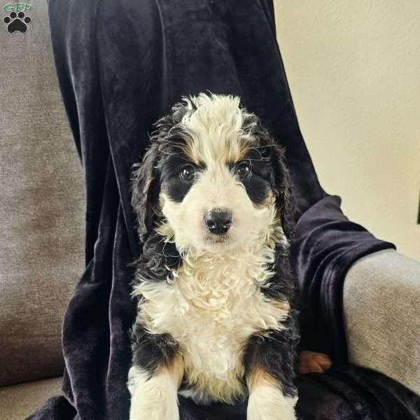 Charlie, Mini Bernedoodle Puppy