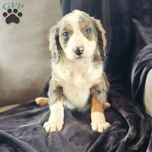 Ally, Mini Bernedoodle Puppy