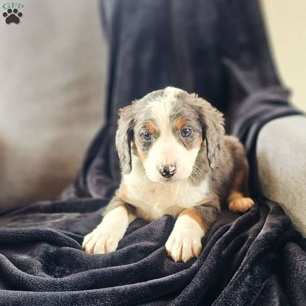 Ally, Mini Bernedoodle Puppy