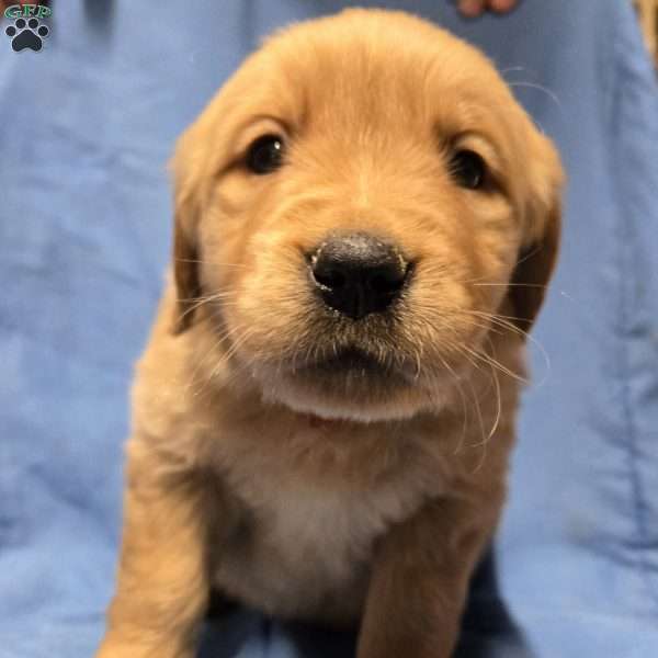 Buddy, Golden Retriever Puppy