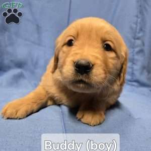 Buddy, Golden Retriever Puppy