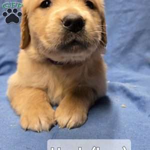 Hank, Golden Retriever Puppy