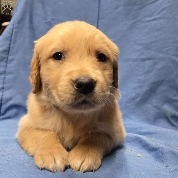 Hank, Golden Retriever Puppy
