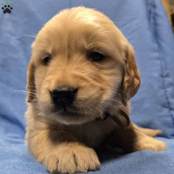 Ralph, Golden Retriever Puppy