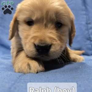 Ralph, Golden Retriever Puppy