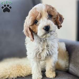 Cupid, Cavapoo Puppy