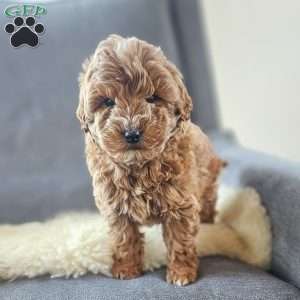Sam, Mini Goldendoodle Puppy