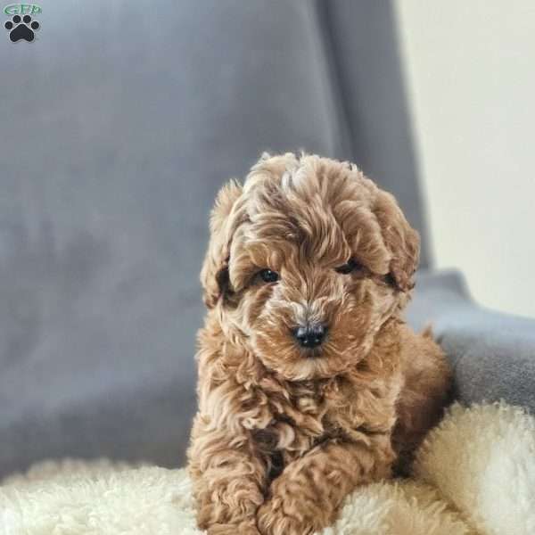 Sam, Mini Goldendoodle Puppy