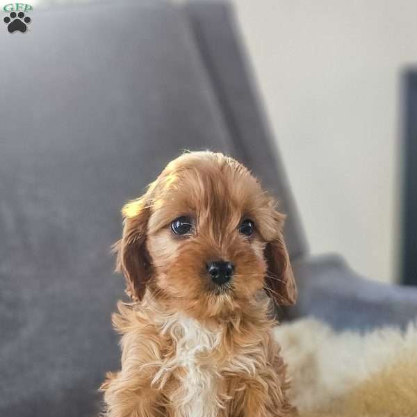 Willow, Cavapoo Puppy