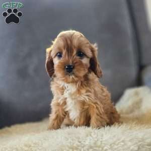 Willow, Cavapoo Puppy