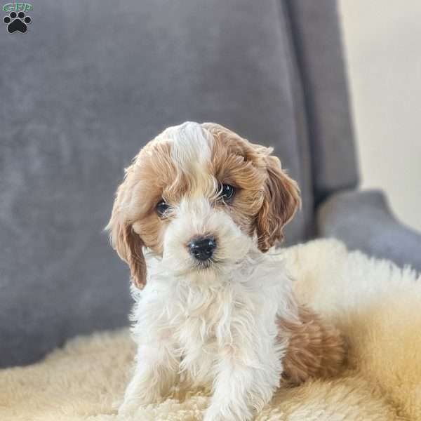 Cupid, Cavapoo Puppy