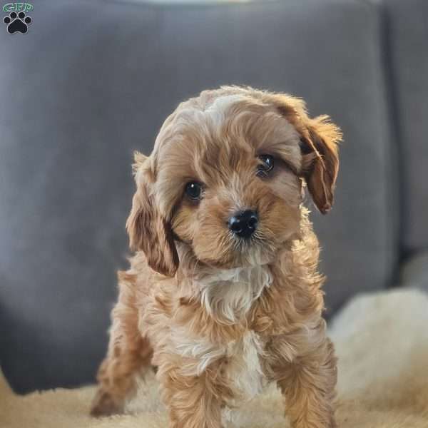 Maverick, Cavapoo Puppy