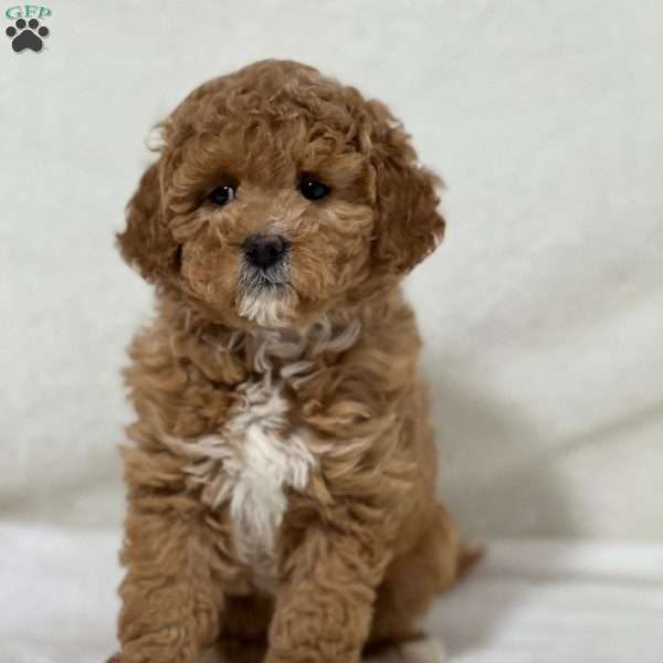 Mariam, Mini Goldendoodle Puppy