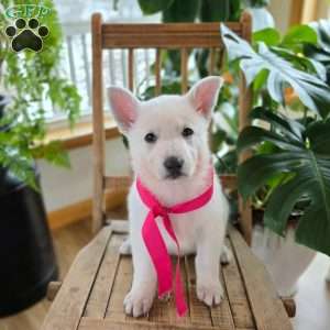 Pearl, German Shepherd Puppy