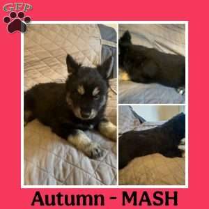 Autumn, Siberian Husky Puppy