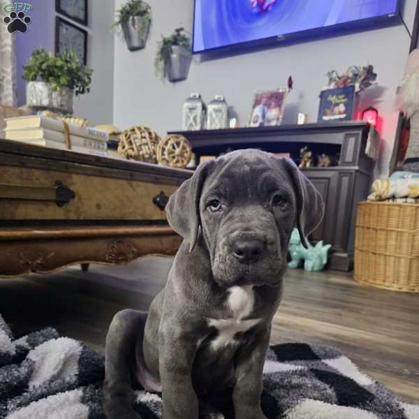 Scarlett, Cane Corso Puppy
