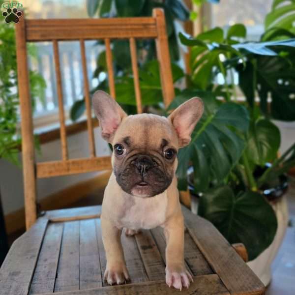 Oscar, French Bulldog Puppy