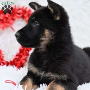 Rambo, German Shepherd Puppy