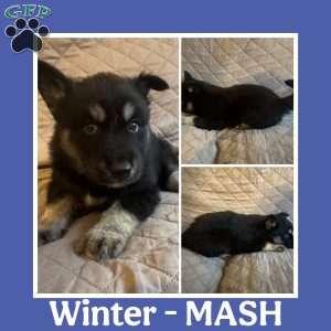 Winter, Siberian Husky Puppy